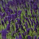 pulbere de levantica (lavanda)